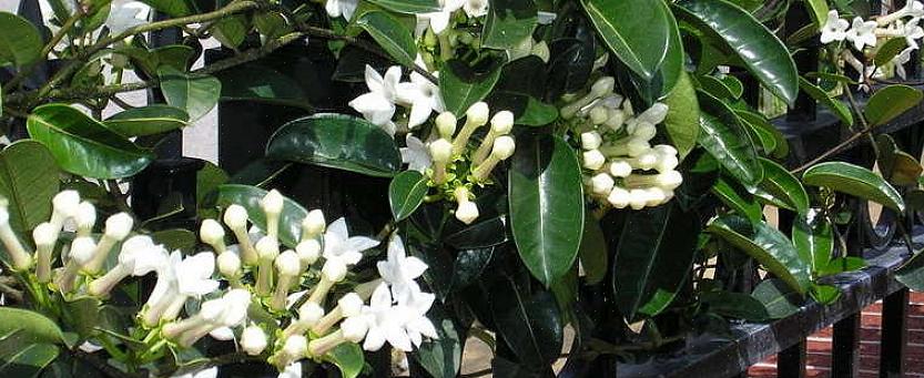 Τα λουλούδια Stephanotis είναι επίσης γνωστά ως λουλούδια γιασεμιού της Μαδαγασκάρης