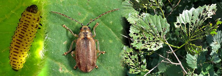 Ο εισαγόμενος Viburnum Leaf Beetle (VLB)