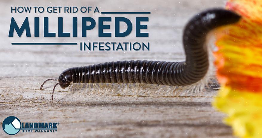 Οι Millipedes ζουν κυρίως σε οργανικά υλικά όπως φύλλα