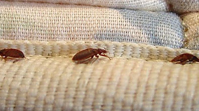 Το Bed Bug Graphics παρέχει μια σειρά ενημερωτικών δελτίων βήμα προς βήμα από τον Matthew Frye με απεικόνιση