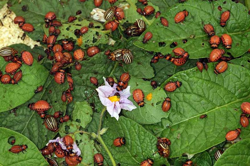 Ο σκαθάρι πατάτας του Κολοράντο (Leptinotarsa decemlineata) είναι μακράν το μεγαλύτερο παράσιτο τόσο