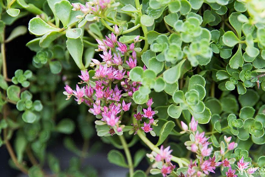 Sedum tetractinum «Κοραλλιογενής ύφαλος» είναι ένα από τα λίγα sedum με ζεστό κιτρινωπό χρώμα