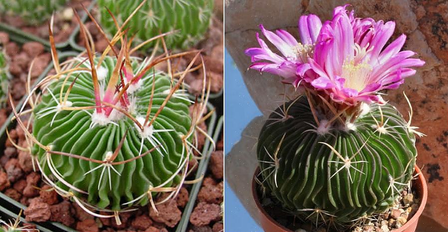 Πολλά Stenocactus είναι συχνά μοναχικά ή μεμονωμένα φυτά