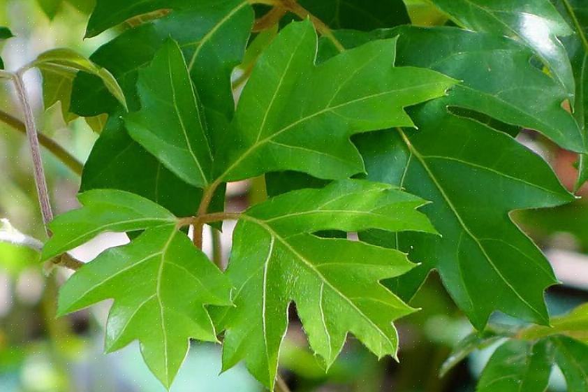 Τα περισσότερα είδη Cissus είναι καλά προσαρμοσμένα στο χαμηλό φως