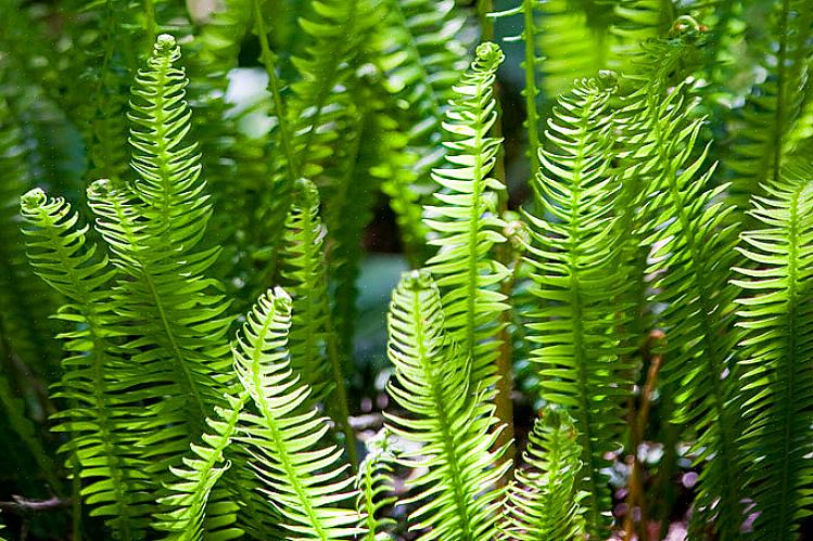 Το γένος Blechnum δεν είναι ιδιαίτερα κοινό ως φυτά εσωτερικού χώρου