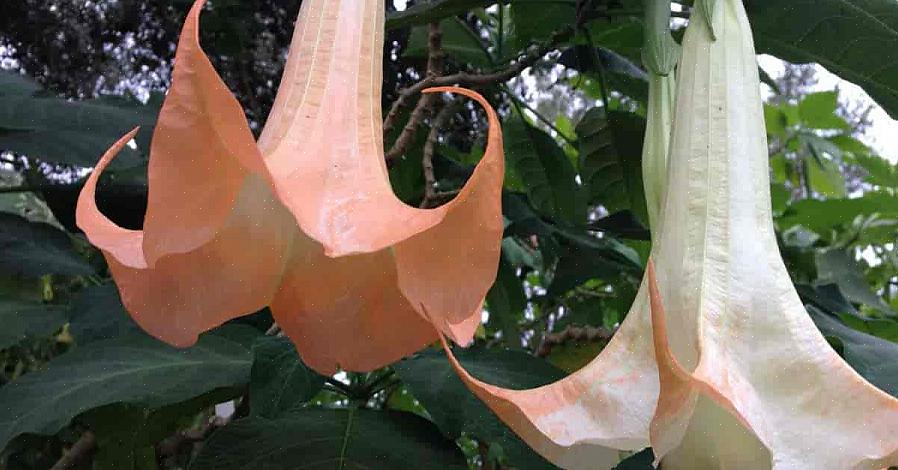 Σε μέρη όπου το Datura είναι βιώσιμο σε εξωτερικούς χώρους