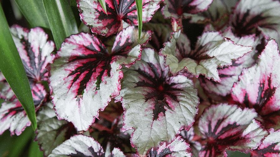 Το Begonia rex είναι ένα από τα πιο όμορφα