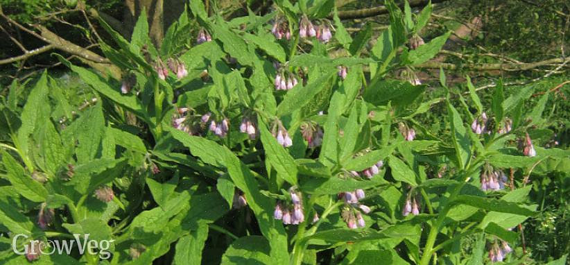 Τα φύλλα Comfrey αποσυντίθενται σε υγρό αρκετά γρήγορα