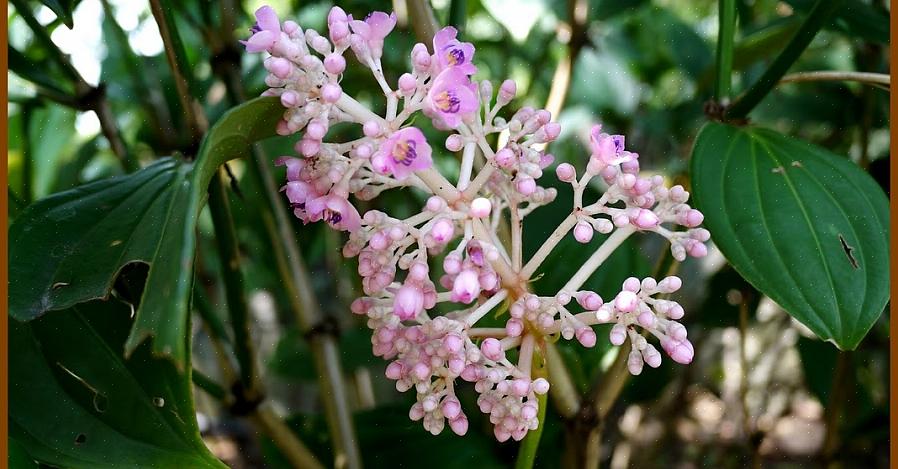 Τα φυτά Medinilla μπορούν να είναι επιφυτικά στο τροπικό δάσος