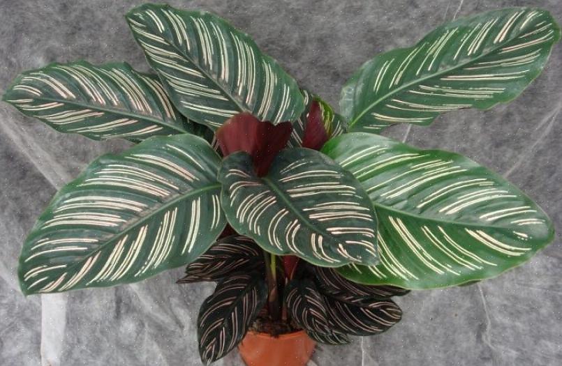 Αλλά μια καλά καλλιεργημένη Calathea αξίζει τον κόπο