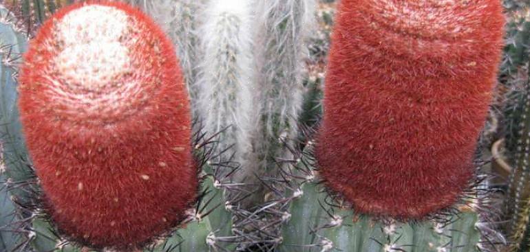 Το Melocactus είναι ένα γένος ιδιαίτερα αισθητικά ενδιαφέρων κάκτων