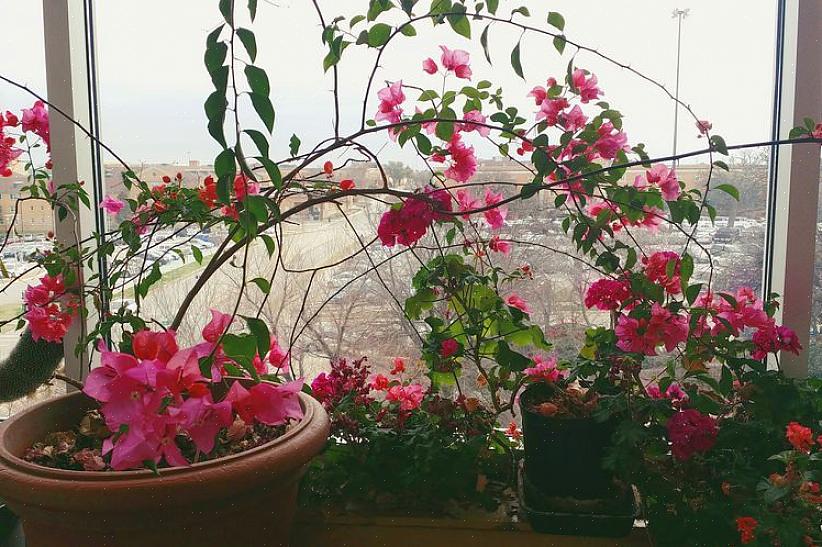 Το Bougainvillea (Bougainvillea) δεν είναι ένα τυπικό φυτό εσωτερικού χώρου - στη φυσική του μορφή