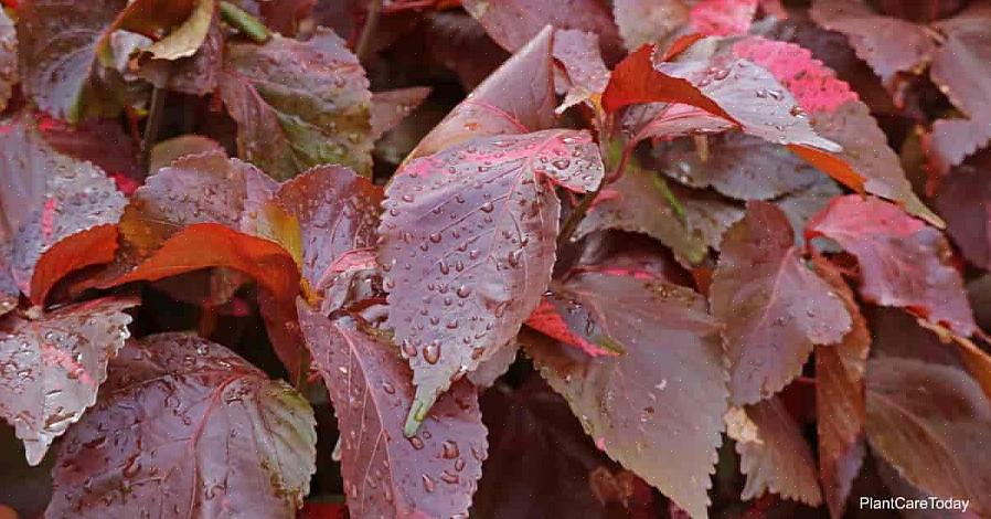 Το Acalypha σαν τακτική παροχή νερού