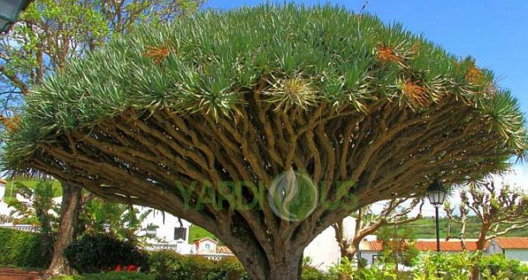 Το φυτό αίματος του δράκου (Dracaena draco) δεν είναι το πιο όμορφο φυτό εσωτερικού χώρου