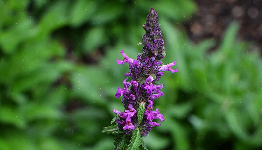 Το Betony (Stachys officinalis) είναι ένα πολυετές βότανο που είναι ανθεκτικό στη ζώνη σκληρότητας των φυτών