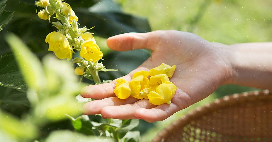 Το Mullein μεγαλώνει στην άγρια φύση