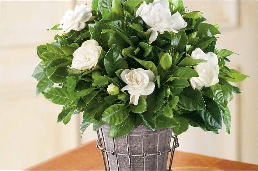 Η γαρδένια (Gardenia jasminoides) είναι ένα αγαπημένο φυτό για τον πολύ απλό λόγο ότι λίγα φυσικά αρώματα