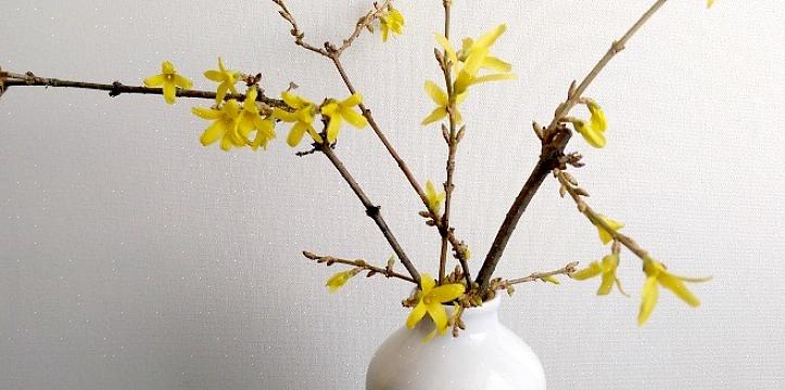 Πώς να αναγκάσετε λουλούδια forsythia