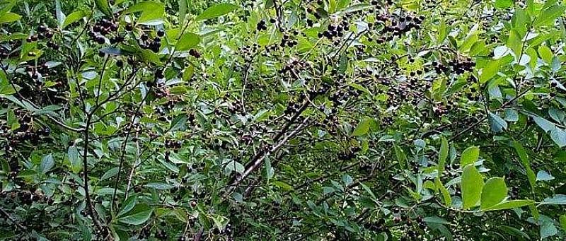 Το μαύρο chokeberry (Aronia melanocarpa) είναι ένας φυλλοβόλος θάμνος από τη Βόρεια Ευρώπη