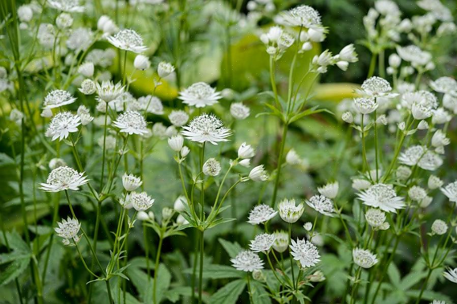 "Spring Green" ή "Purissima" είναι πανέμορφα ανοιξιάτικα ορεκτικά