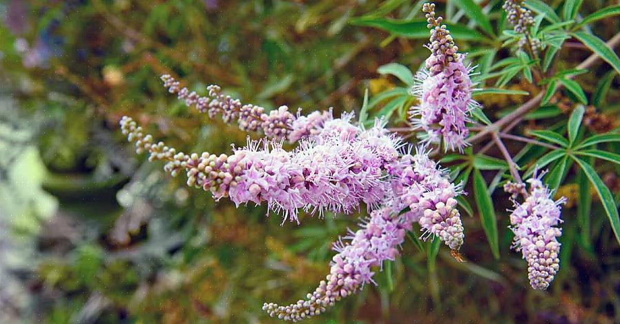 Το αγνό δέντρο (Vitex agnus-castus) είναι ένας υπέροχος φυλλοβόλος θάμνος που φέρει συστάδες μωβ λουλουδιών