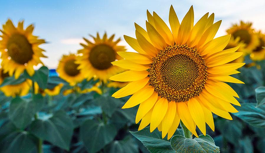 Το πολυετές Helianthus θα ανθίσει καλύτερα στον ήλιο