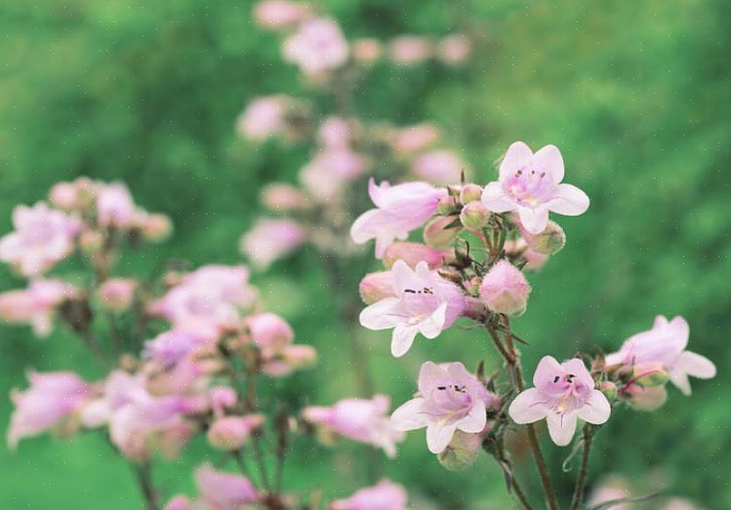 Τα φυτά Penstemon είναι ποώδη πολυετή φυτά που διαθέτουν φύλλωμα σε σχήμα λόγχης