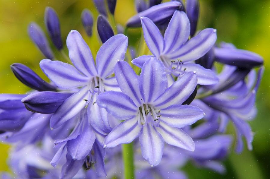 Το Agapanthus ονομάζεται μερικές φορές το μπλε αφρικανικό κρίνο ή απλά το αφρικανικό κρίνο είναι ένα υπέροχο