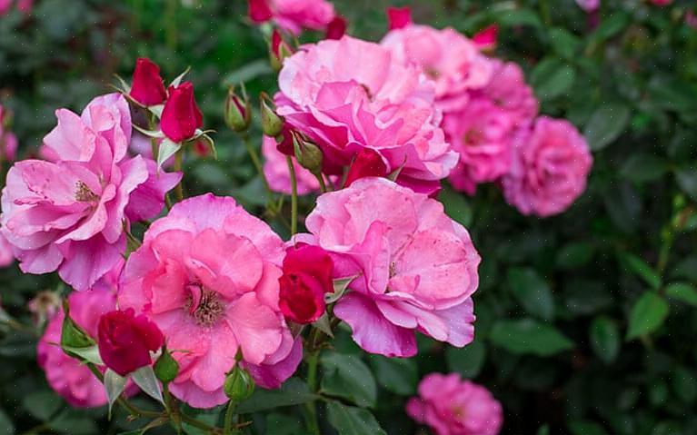 Τα τριαντάφυλλα Floribunda