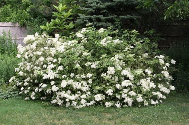 Συμπεριλαμβανομένων των κοινών elderberry