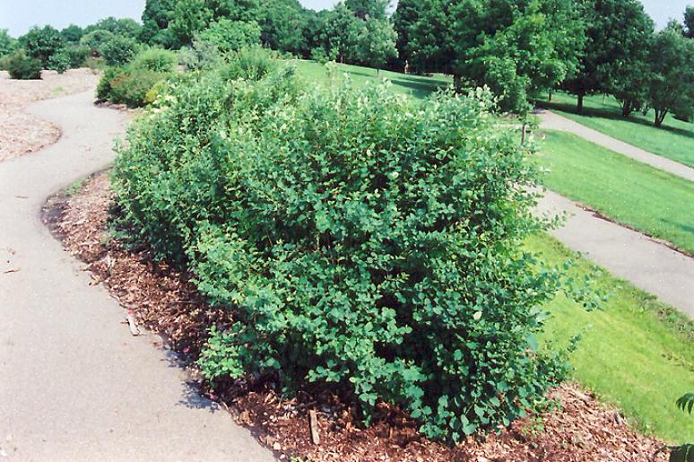 Το κοινό snowberry (Symphoricarpos albus) είναι ένας φυλλοβόλος θάμνος που παράγει ροζ λουλούδια