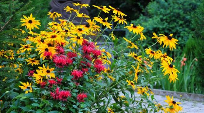 Το Rudbeckia hirta «Moreno»