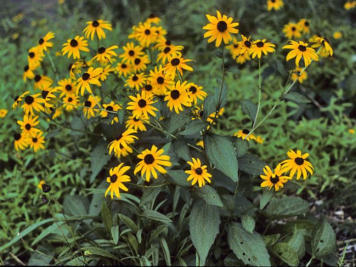 Το Rudbeckia hirta «Maya» θυμίζει τις μαμάδες που πέφτουν με τα στρώματα των αχνών πετάλων