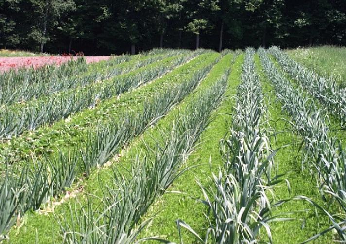 Το Intercropping σάς επιτρέπει να ενισχύσετε την υγεία όλων των φυτών