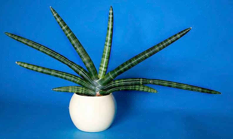 Το Sansevieria cylindrica είναι νέο μόνο στην Ευρώπη