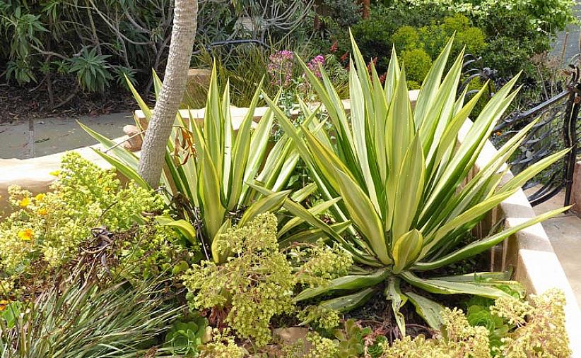 Foetida αναφέρεται επίσης συνήθως ως κάνναβη του Μαυρίκιου ή πράσινη αλόη