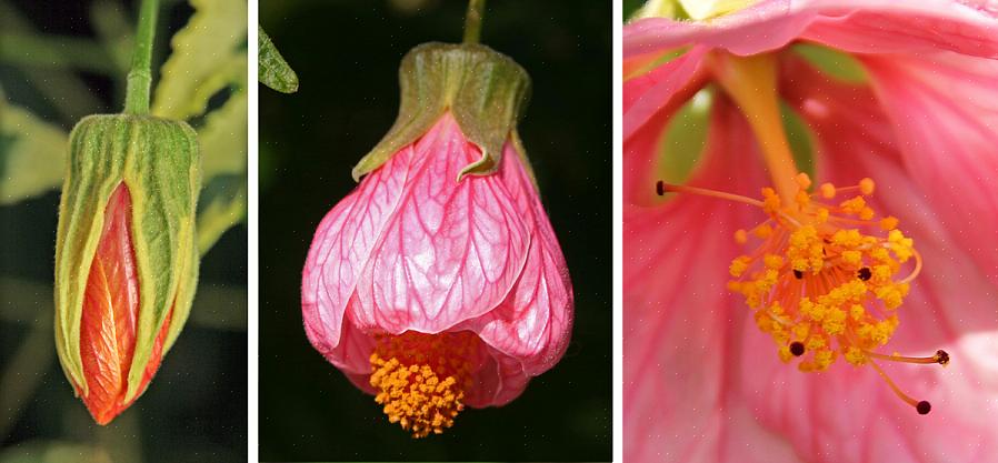 Το Abutilon είναι φυτά με άνθη με φύλλα