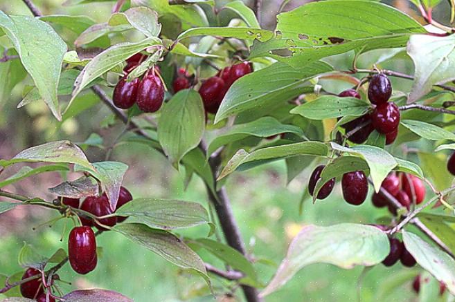 Τα ονόματα για αυτόν τον θάμνο περιλαμβάνουν κερασιά Cornelian