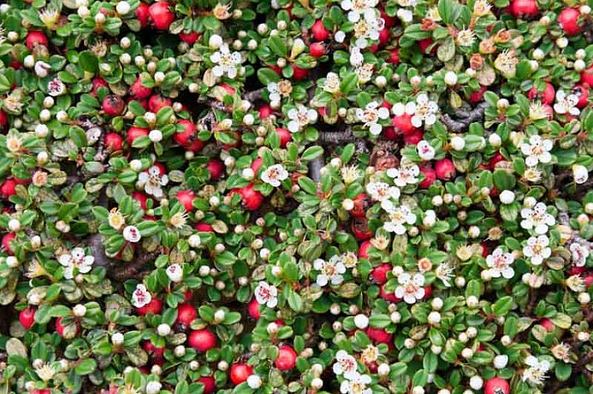 Το Bearberry είναι επίσης μια χρήσιμη επιλογή όταν χρειάζεστε ένα φυτό που είναι ανεκτικό σε αλάτι ή ξηρασία