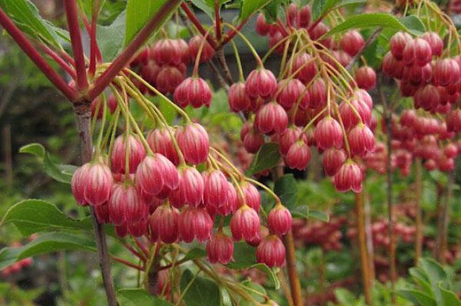 Το enkianthus με την κόκκινη φλέβα