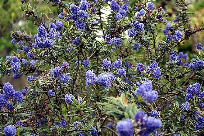 Το μπλε άνθος ceanothus (Ceanothus thyrsiflorus) είναι ένας αειθαλής θάμνος που προέρχεται από