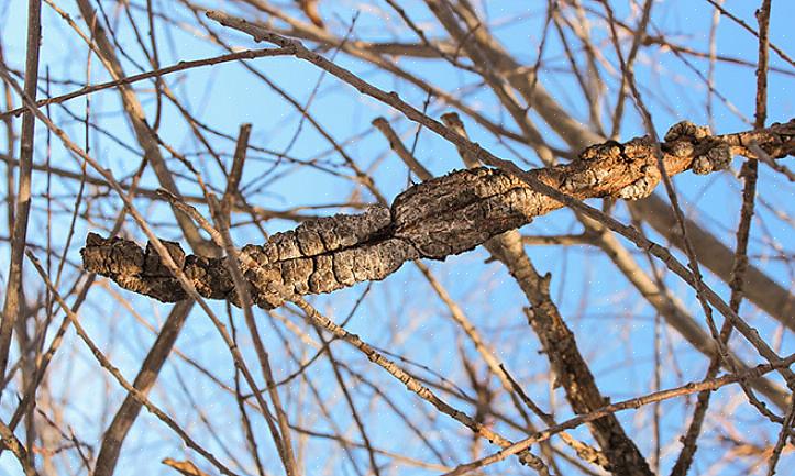 Εάν ζείτε σε μια περιοχή όπου τα άγρια είδη Prunus συχνά μολύνονται με μαύρο κόμπο