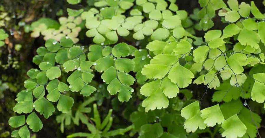 Η φτέρη maidenhair είναι μέρος του γένους Adiantum που περιλαμβάνει πάνω από 200 ποικιλίες φτερών