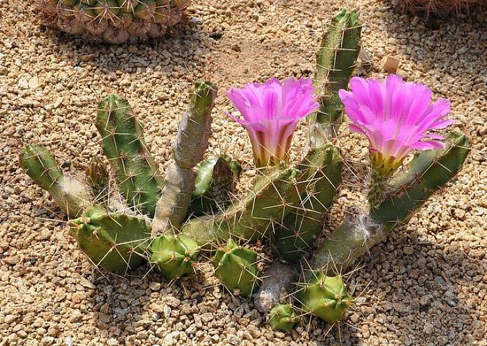 Hedgehog Cactus ή Calico Cactus