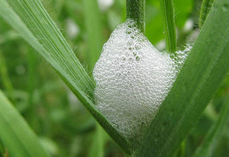 Οι νύμφες spittlebug τρέφονται με χυμό φυτού