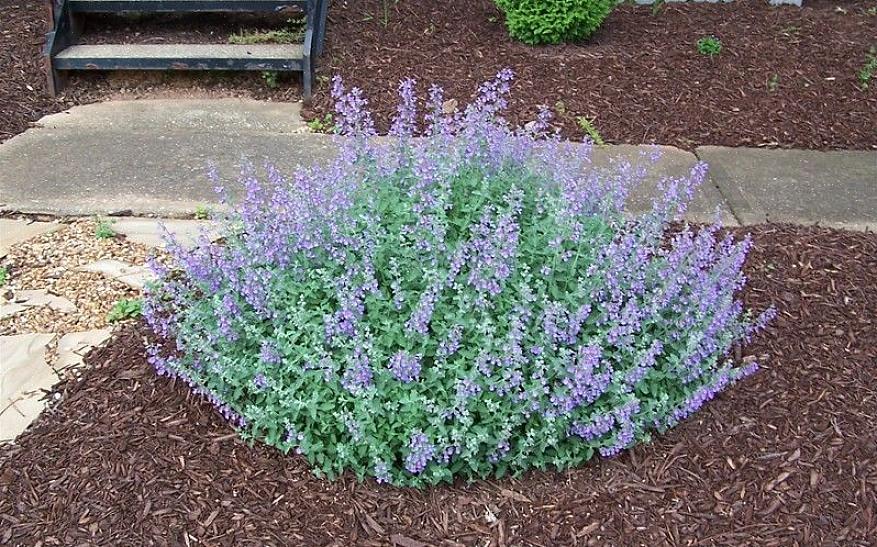 Η τιμή πήρε το catmint