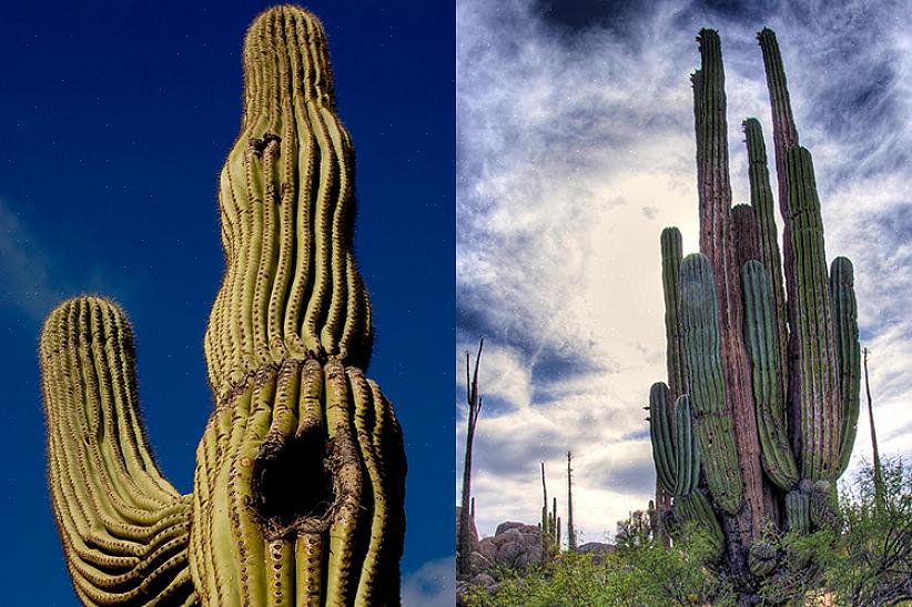 Ο κάκτος saguaro προστατεύεται