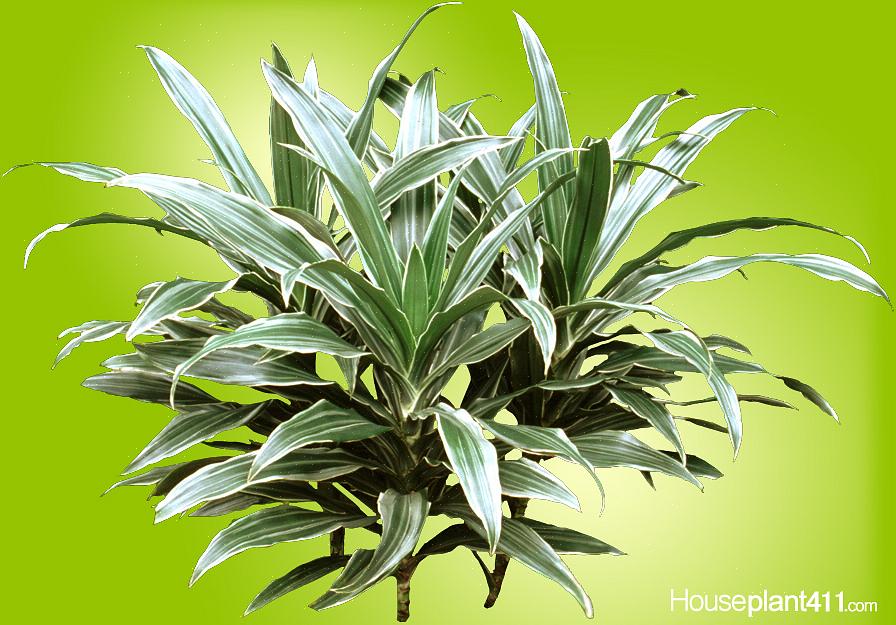 Το γένος Dracaena έχει προσφέρει μερικά από τα πιο ανθεκτικά φυτά εσωτερικού χώρου που είναι διαθέσιμα