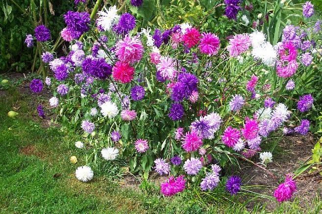 Το Asters είναι ένα ηλιόλουστο φυτό