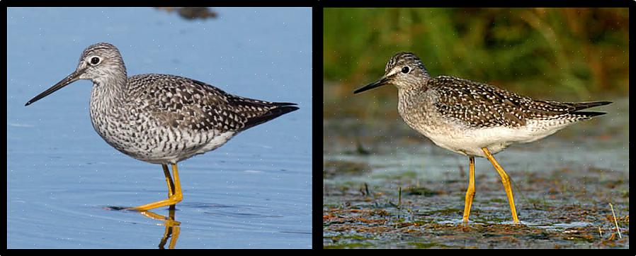 Ενώ ο λογαριασμός των μικρότερων yellowlegs είναι μόλις μακρύτερος από το μήκος του κεφαλιού του